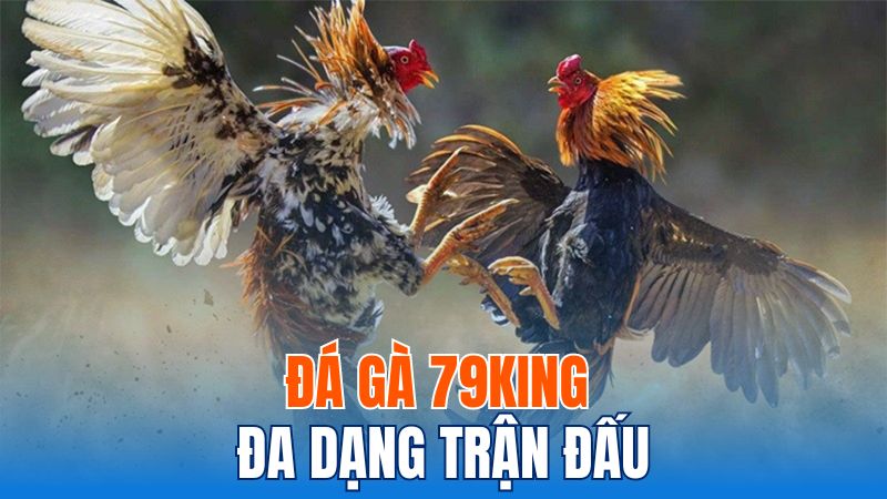 Đá gà 79king có vô vàn trận đấu diễn ra mỗi ngày