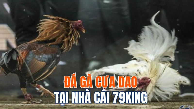 Đá gà cựa dao là hình thức hay nhất trên 79kingtốt