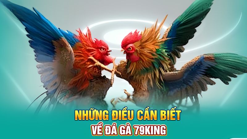 Cùng khám phá những điều hấp dẫn của đá gà 79king